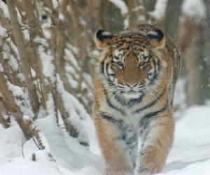 пазл Сибирский тигр